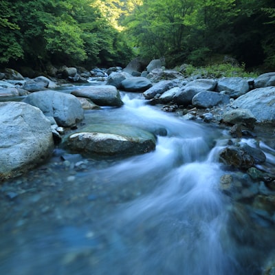 Rocky stream flowing through a green forest